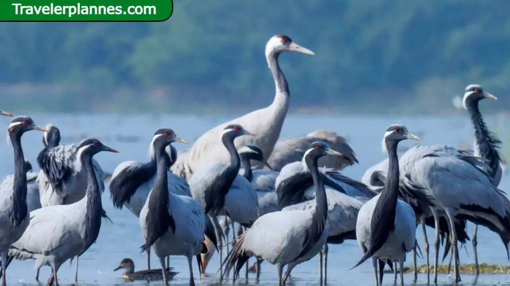 30 Best Bird Watching Places in India