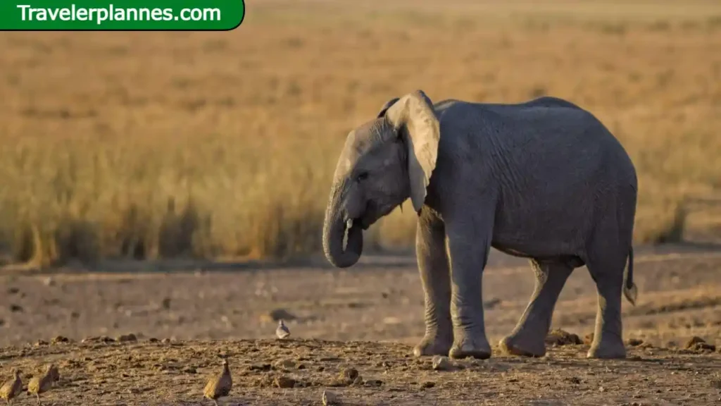 African Elephant Facts: Majestic Giants of the Savanna