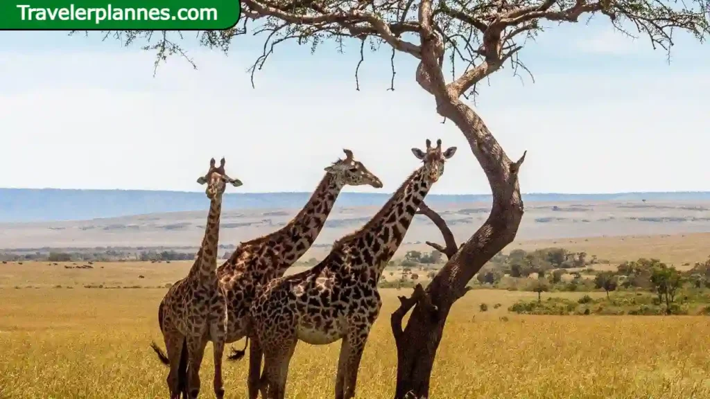 8 National Parks in Africa
