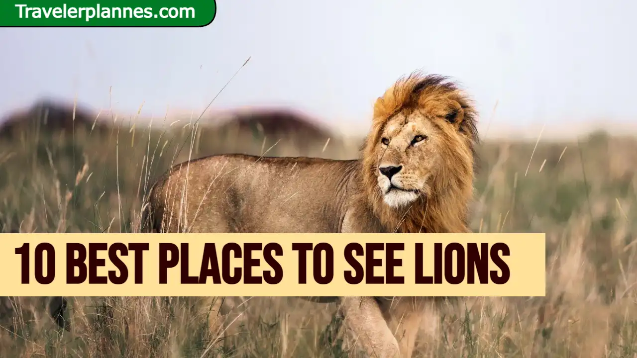10 Best Places to See Lions: A Majestic Wildlife Adventure