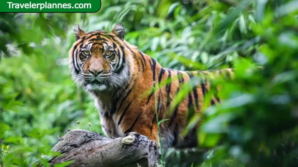 Animal Parks in India
