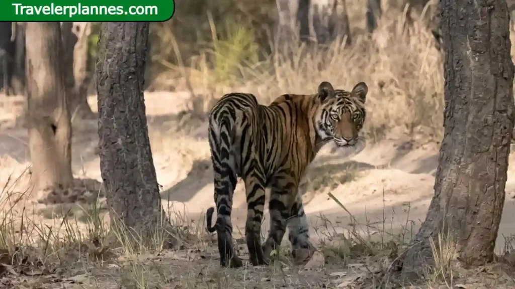 20 Best Wildlife Tour Places in India

