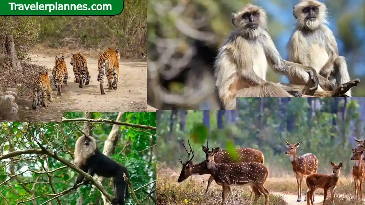 5 Best Wildlife Resorts in India