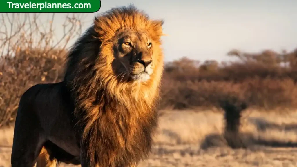 10 Fascinating Facts About African Lions