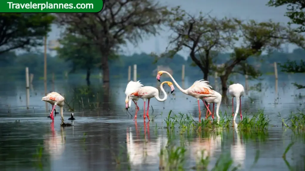 20 Best Wildlife Tour Places in India
