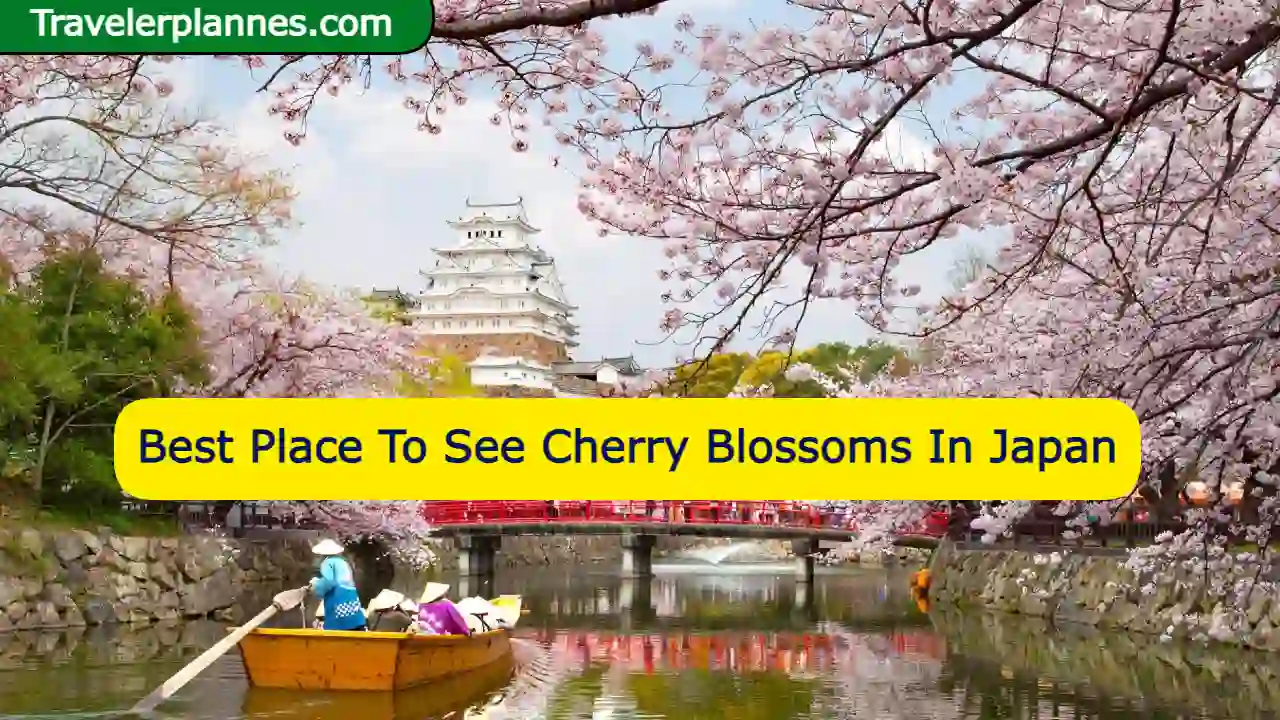 Best Place To See Cherry Blossoms In Japan: The Ultimate Guide to View Cherry Blossoms in Japan