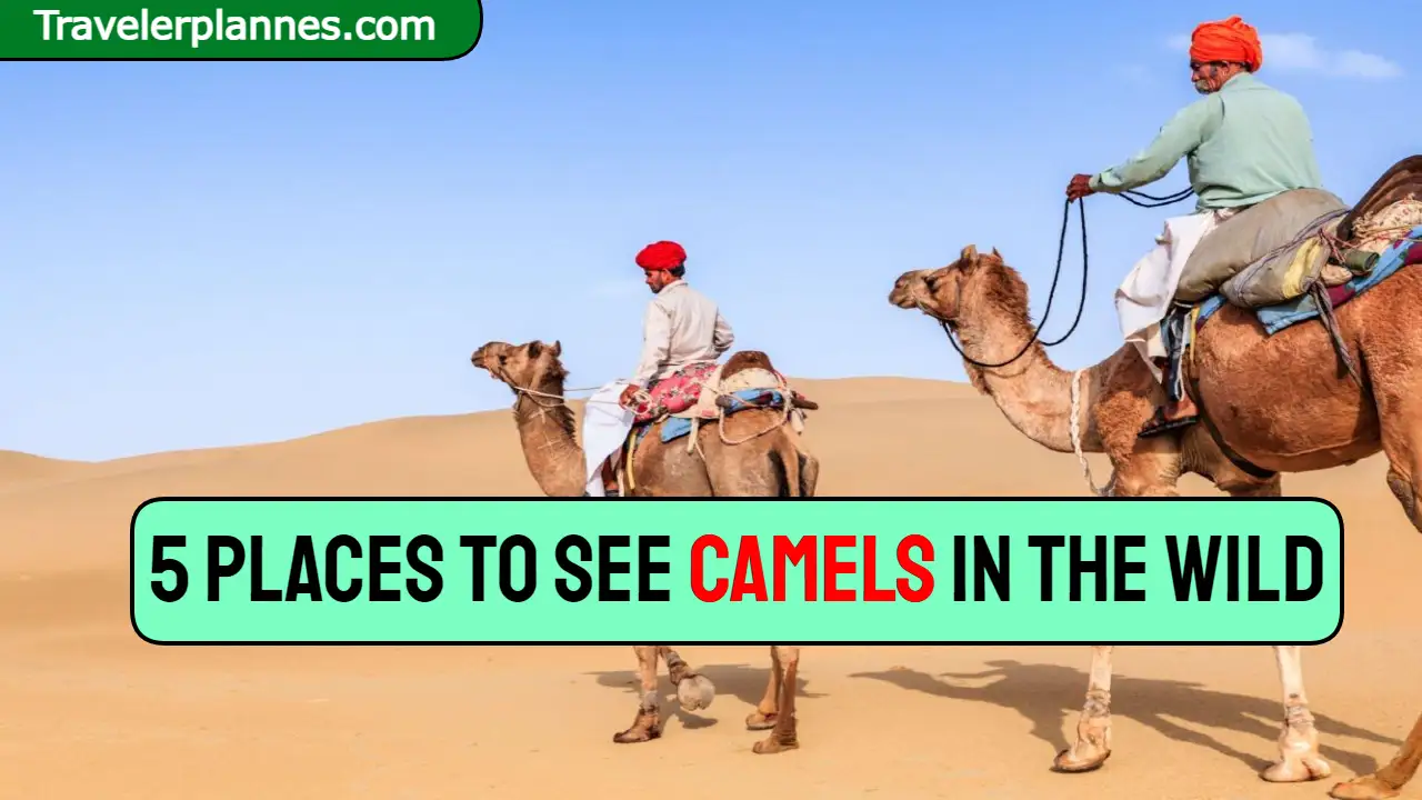 5 Places to See Camels in the Wild