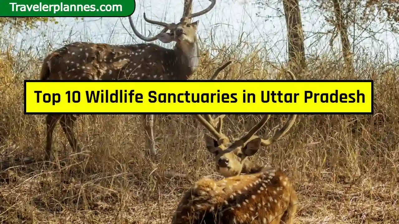 Top 10 Wildlife Sanctuaries in Uttar Pradesh