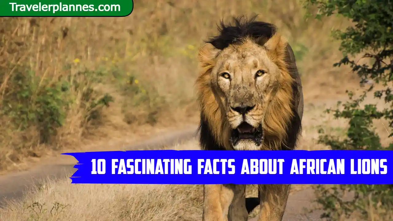 10 Fascinating Facts About African Lions