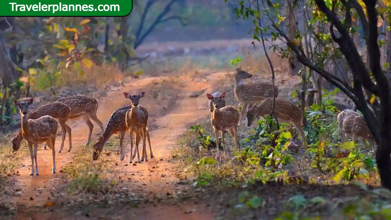 20 Best Wildlife Tour Places in India